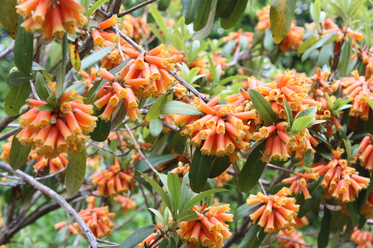 R. keysii
